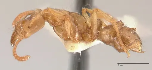 Cryptopone gilva - FOCOL0979