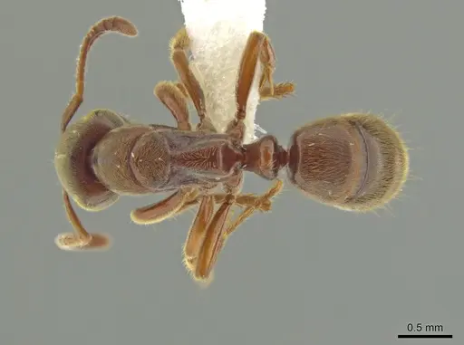 Cryptopone gilvagrande specimen