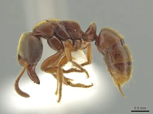 Cryptopone gilvagrande specimen