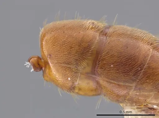 Cryptopone gilvagrande - CASENT0640143