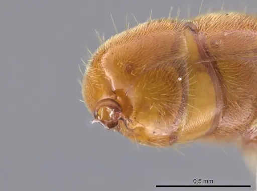 Cryptopone gilvagrande - CASENT0640143