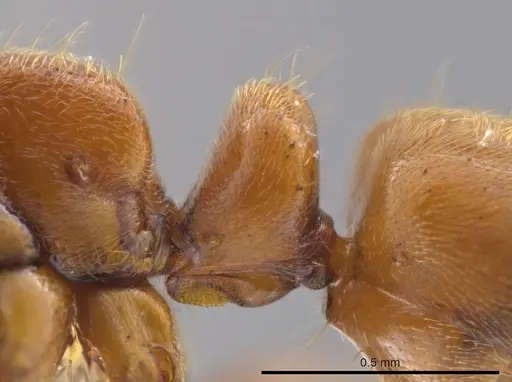 Cryptopone gilvagrande - CASENT0640144