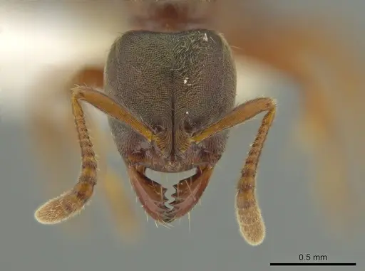 Cryptopone gilvatumida specimen