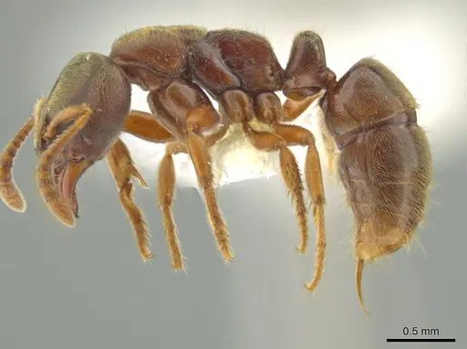 Cryptopone gilvatumida specimen