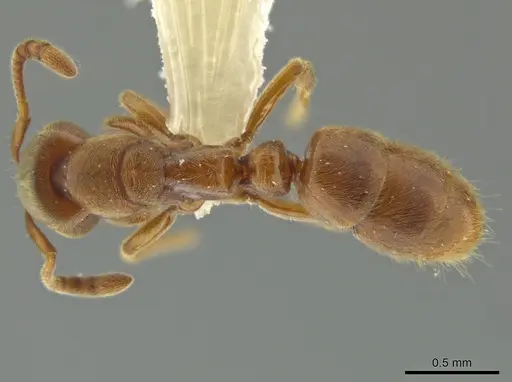 Cryptopone gilvatumida - CASENT0641046