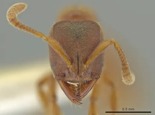 Cryptopone gilvatumida - CASENT0641046