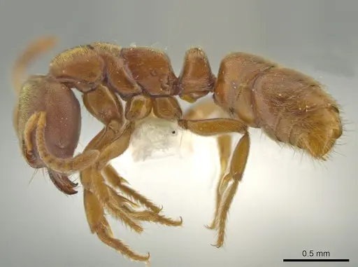 Cryptopone gilvatumida - CASENT0641046