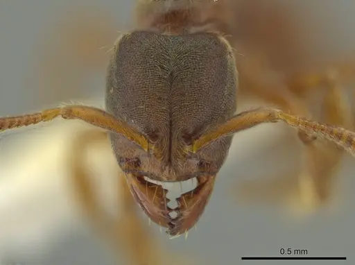 Cryptopone gilvatumida - CASENT0641053