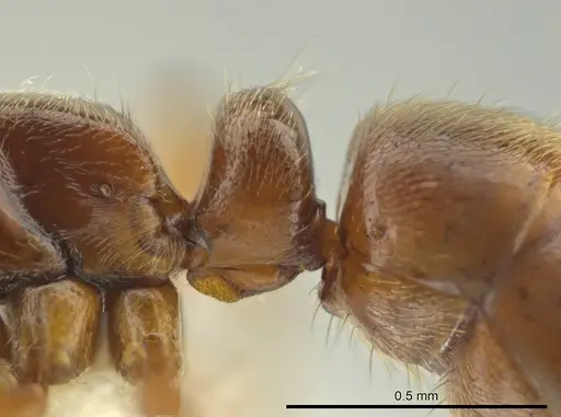 Cryptopone gilvatumida - CASENT0641053