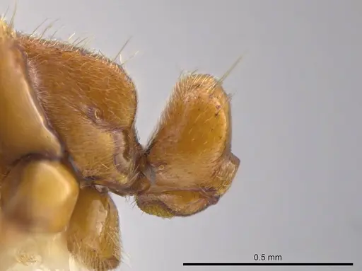 Cryptopone guatemalensis specimen