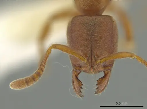 Cryptopone guatemalensis - CASENT0640429