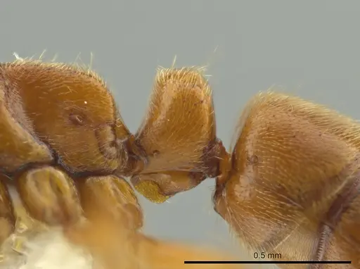 Cryptopone guatemalensis - CASENT0640429