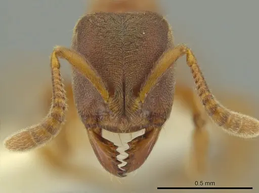 Cryptopone guatemalensis - CASENT0641031