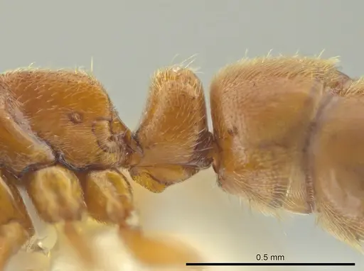 Cryptopone guatemalensis - CASENT0641031