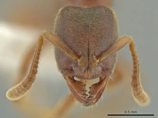 Cryptopone guatemalensis - CASENT0642925