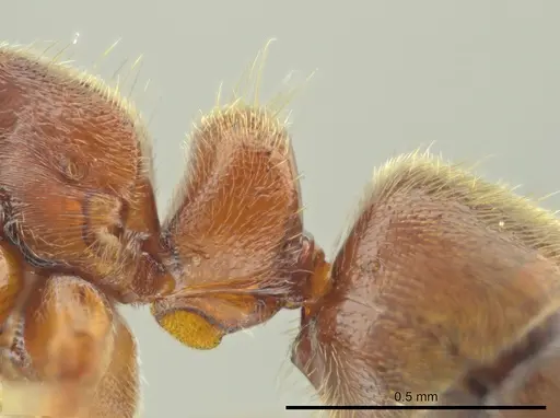 Cryptopone guatemalensis - CASENT0642925