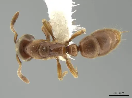 Cryptopone guatemalensis - CASENT0646802