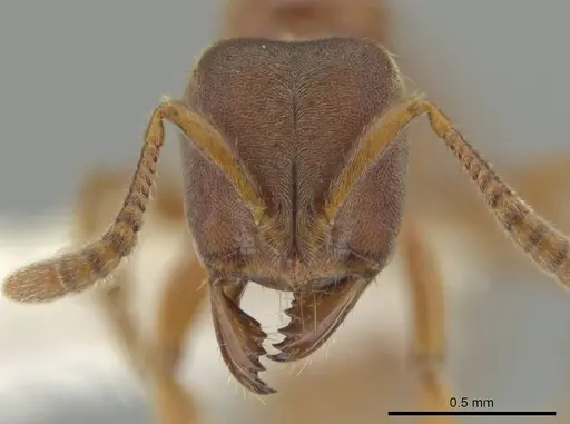 Cryptopone guatemalensis - CASENT0646802