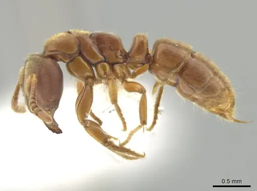 Cryptopone guatemalensis - CASENT0646802