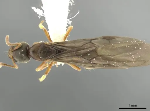 Cryptopone guatemalensis - CASENT0646805