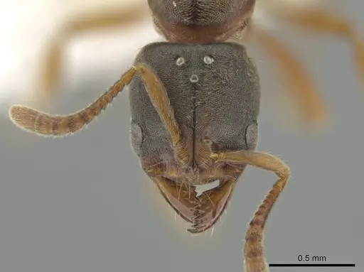 Cryptopone guatemalensis - CASENT0646805