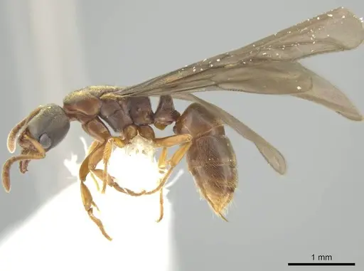 Cryptopone guatemalensis - CASENT0646805