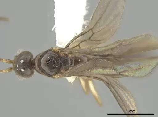 Cryptopone guatemalensis - CASENT0646808