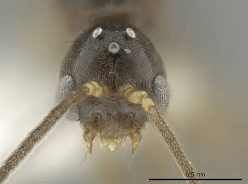 Cryptopone guatemalensis - CASENT0646808