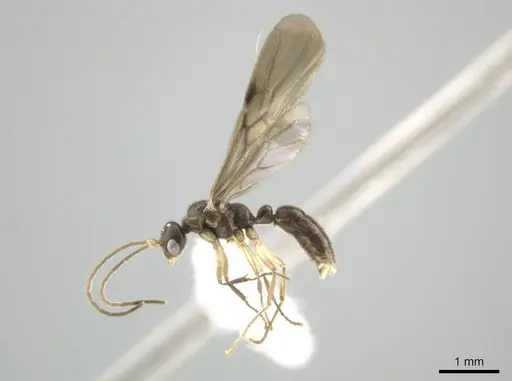 Cryptopone guatemalensis - CASENT0646808