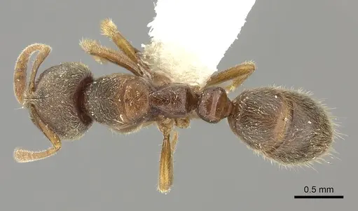 Cryptopone motschulskyi specimen