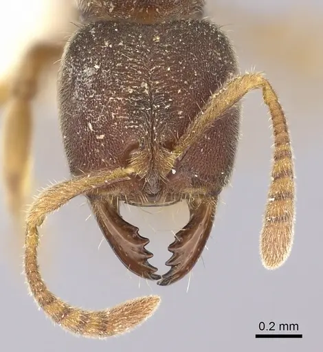 Cryptopone motschulskyi specimen