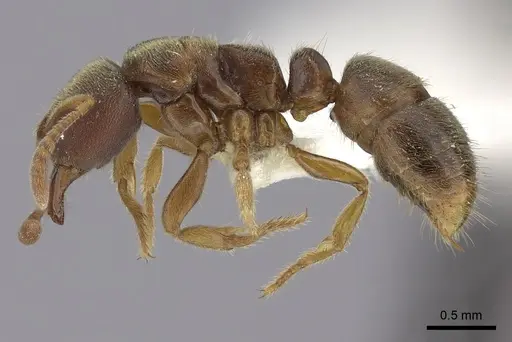 Cryptopone motschulskyi specimen