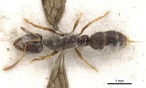 Cryptopone motschulskyi - CASENT0902461