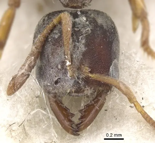 Cryptopone motschulskyi - CASENT0902461