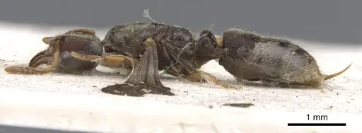 Cryptopone motschulskyi - CASENT0902461