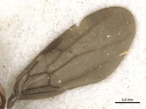 Cryptopone motschulskyi - CASENT0902461