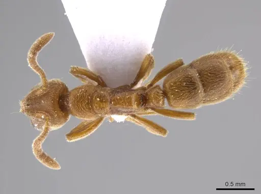 Cryptopone ochracea specimen