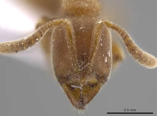 Cryptopone ochracea specimen