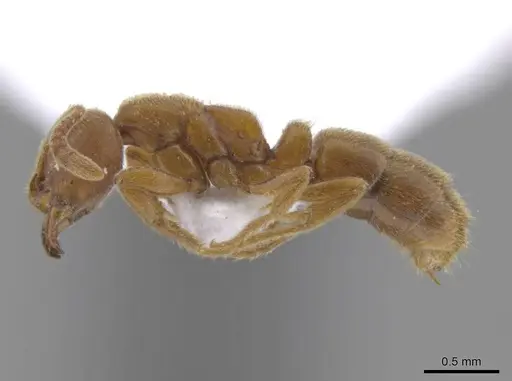 Cryptopone ochracea specimen