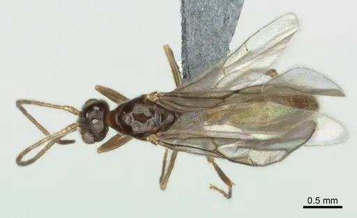 Cryptopone ochracea - CASENT0872495