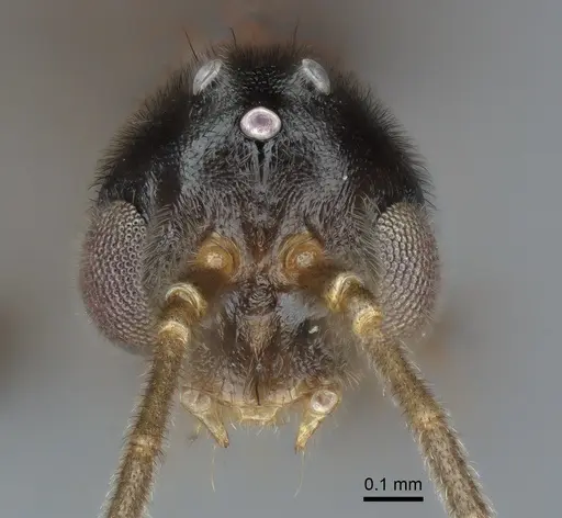 Cryptopone ochracea - CASENT0872495