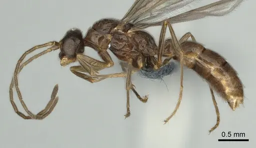 Cryptopone ochracea - CASENT0872495