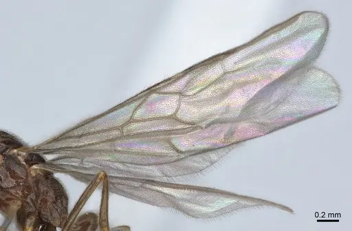 Cryptopone ochracea - CASENT0872495