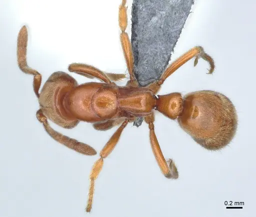 Cryptopone ochracea - CASENT0872496