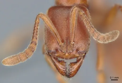 Cryptopone ochracea - CASENT0872496