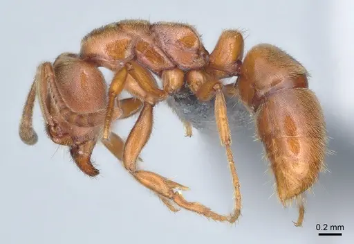 Cryptopone ochracea - CASENT0872496