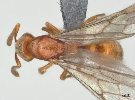 Cryptopone ochracea - CASENT0872497