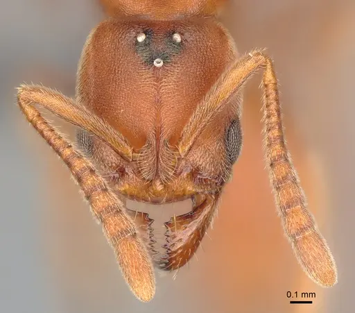 Cryptopone ochracea - CASENT0872497