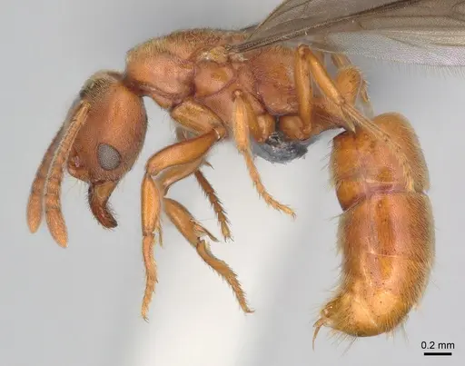 Cryptopone ochracea - CASENT0872497