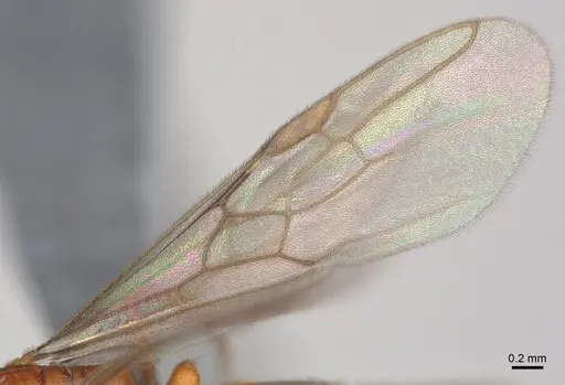 Cryptopone ochracea - CASENT0872497